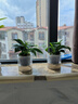 綠有意金鉆盆栽植物水培綠植花卉多肉辦公室內(nèi)去吸除甲醛鉑金鉆綠公主 【2盆】金鉆25cm3棵(早安盆) 含盆 曬單實(shí)拍圖