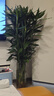 臨雅大型富貴竹水培植物客廳水養大號盆栽節節高粗桿室內好養活綠植物 富貴竹1.2m【10支帶根】 曬單實(shí)拍圖