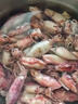 海鼎紀原漿船凍小海兔900克 筆管魷魚(yú) 海鮮燒烤火鍋無(wú)保水劑海兔子 中秋 曬單實(shí)拍圖