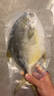 翔泰 海南金鯧魚凈重900g 2條裝  魚類生鮮 燒烤 火鍋食材 海鮮水產(chǎn) 曬單實(shí)拍圖