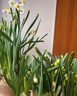 重瓣水仙花種球水養盆栽秋冬開(kāi)花卉植物室內花綠植水培好養帶花苞 【特大球】漳州水仙花5球+6包營(yíng)養液【周長(cháng)18-22】 20-22cm 曬單實(shí)拍圖