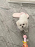純種比熊幼犬小型犬米奇耳比熊犬飛耳比熊法國卷毛小體型活寵物狗 血統(tǒng)級 精品比熊 公 曬單實(shí)拍圖