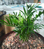 重瓣紅三角梅盆栽帶花三角梅苗勤花品種爬藤老樁室內花卉植物四季 中國紅 3年苗【當年開(kāi)花】不含盆 曬單實(shí)拍圖