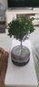 小葉赤楠盆景植物辦公花卉基地直銷批發(fā)綠植盆栽室內(nèi)擺件花卉綠植 赤楠+舍得陶瓷盆+苔蘚+復(fù)古底座 曬單實拍圖