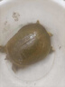 八里河甲魚鮮活食用生態(tài)野外生長老鱉外塘散養(yǎng)水魚新鮮王八青黃背 正宗外塘生態(tài)老甲魚 4-5年【3-3.3斤公鱉】鮮活到家 曬單實拍圖