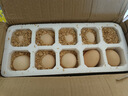 農家散養谷物土雞蛋50±5克/枚 30枚 曬單實(shí)拍圖