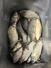 云飛魚無結(jié)主線線組套裝釣魚線主線成品綁好黑坑大物鰱鳙主線組配件漁具 4.5米八字環(huán)款4卷【拉力提升】 2.0號 曬單實(shí)拍圖