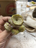 多肉組合盆栽陽臺盆栽喜陽植物新手福利按圖發(fā)貨品種花卉好養(yǎng) 水蜜桃玫瑰【4-5厘米】塑料盆栽 曬單實拍圖