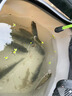 醉魚(yú)藥特效暈魚(yú)藥水庫江河醉魚(yú)不傷魚(yú)無(wú)毒可食專(zhuān)用藥一塘清醉魚(yú)靈 單瓶 曬單實(shí)拍圖