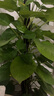 愛(ài)優(yōu)尚大葉綠蘿柱盆栽客廳大型綠植辦公室內除甲醛凈化空氣綠籮源頭直發(fā) 曬單實(shí)拍圖