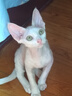 祥記萌奇德文卷毛貓幼貓純種寵物貓活體黑白雙色虎斑開(kāi)臉藍眼高智商幼崽貓 寵物級 好物推薦：純白色 曬單實(shí)拍圖