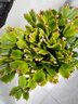 多色蟹爪蘭花苗盆栽帶花苞四季開(kāi)花重瓣螃蟹抓蓮好養易活室內花卉 【精品原盆土25-30棵】紅紫雙色（當年開(kāi)花）+肥 含盆 曬單實(shí)拍圖