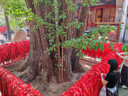 元朗低糖中秋月餅禮盒麥芽糖醇廣式蛋黃紅豆沙廣州送禮廣東老字號520g 曬單實(shí)拍圖