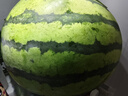 【產(chǎn)地直采】麒麟奶油西瓜 約5.5kg 曬單實(shí)拍圖
