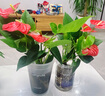 紅掌水培盆栽室內(nèi)易養(yǎng)水生花卉白掌綠植一帆風(fēng)順客廳觀花植物粉掌 紅掌1顆（不含其他） 整體高度（28-35cm） 曬單實(shí)拍圖