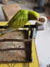 朗繽 鸚鵡活體鳥活物虎皮鸚鵡寵物活鳥玄鳳鸚鵡手養(yǎng)鳥會說話幼鳥幼崽 綠色虎皮+藍(lán)色虎皮（一公一母） 曬單實拍圖