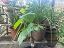 萄葡樹(shù)苗矮化葡萄苗果樹(shù)不爬藤南北方四季種植客廳盆栽大苗當年結 冰晶七彩葡萄5年苗兩顆包成活當 50cm(含)-60cm(不含) 曬單實(shí)拍圖