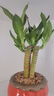 幼薇富貴竹室內(nèi)植物節(jié)節(jié)高桌面綠植帶根好養(yǎng)步步高花卉文昌竹客廳盆栽 富貴竹叢林+橘黃南瓜陶瓷盆+圓形底盤 帶盆栽好 曬單實(shí)拍圖
