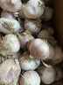 熱寶果蔬（REBAO FRUITS& VEGETABLES）紫皮大當季三瓣蒜晾曬干三丫蒜農家自種紅皮三瓣蒜蔬菜整箱 3斤 大果-【3.0-3.4cm】 曬單實(shí)拍圖