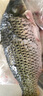  鮮活大鯉魚(yú)1-1.25kg/條 曬單實(shí)拍圖