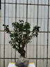 鼎曳梅花盆栽老樁紅梅老樁盆景樹綠梅花卉耐寒植物室內(nèi)陽臺造型庭院 紅梅10年小老樁【推薦】 原土發(fā)貨 曬單實拍圖