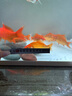 森森（SUNSUN）自動(dòng)喂食器魚(yú)缸智能喂魚(yú)器烏龜自動(dòng)投食器水族箱金魚(yú)定時(shí)投喂 普通款喂食器帶漏斗（雙食盒） 自動(dòng)定時(shí)喂食器+2節電池 曬單實(shí)拍圖