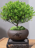 開(kāi)時(shí)果 小葉赤楠盆景擺件 辦公室桌面綠植花卉好養盆栽植物源頭直發(fā)包郵 舍得紫砂盆+苔蘚+底座 曬單實(shí)拍圖