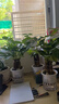 發(fā)財樹(shù)盆栽大植物室內辦公室桌面客廳小盆景招財樹(shù)苗綠植花卉盆栽 三桿發(fā)財樹(shù) 5-8cm【透明儲水盆】 【送肥料】 曬單實(shí)拍圖