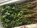 順豐包郵馬齒莧菜新鮮現(xiàn)挖長壽菜螞蟻菜馬舌菜馬蜂菜五行草 新鮮馬齒莧 4斤加冰發(fā)順豐 曬單實拍圖