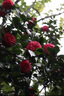 佳能（Canon）EOS 100D 200D 200d二代 人像拍照風(fēng)光攝影數(shù)碼照相機(jī)二手單反相機(jī) 佳能200D黑色 18-55mm STM #套餐二【60%用戶選擇 下單免費(fèi)升級套餐三】 99成新 曬單實(shí)拍圖