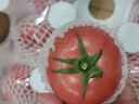 京鮮生沙瓤粉西紅柿 凈重3斤 單果100g+果菜兩吃 源頭直發(fā) 【搜生鮮館】 曬單實(shí)拍圖