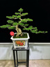 卓美御庭高端黃楊造型盆景老樁真樹(shù)室內外庭院客廳陽(yáng)臺辦公室盆栽中秋禮物 精品黃楊盆景 曬單實(shí)拍圖