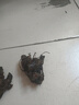 春枝韻牡丹花苗盆栽牡丹大苗纏枝花帶花苞觀賞牡丹花種重瓣牡丹大花樹苗 花王紅牡丹花苗3-6分叉 曬單實拍圖