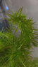 坤寧王超白玻璃魚(yú)缸桌面裸缸家用小型生態(tài)缸40魚(yú)缸造景客廳龜缸溪流缸 曬單實(shí)拍圖