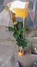 芒果苗樹(shù)嫁接特大金煌芒四季紅貴妃芒果樹(shù)苖當年結果帶土地栽盆栽 紅貴妃2年苗【帶營(yíng)養杯發(fā)貨】 90cm(含)-99cm(含) 曬單實(shí)拍圖