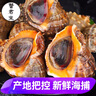 蟹君寶海螺鮮活特大新鮮海捕超大號(hào)螺帶黃貝類海鮮水產(chǎn)大全3斤裝順豐 大號(hào)2斤裝（約4-6個(gè)/斤） 曬單實(shí)拍圖