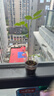 IAM City Farmer向日葵兒童種植盆栽種子學(xué)生植物觀(guān)察窗發(fā)芽生長(cháng)趣味diy植物10033 曬單實(shí)拍圖