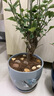 紅梅盆景老樁盆栽原生梅花植物盆栽室內綠植耐寒濃香型烏梅不含盆 紅梅8年盆景（今年冬天開(kāi)花） 曬單實(shí)拍圖