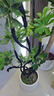 大型盆栽各種植物發(fā)財樹(shù)金錢(qián)樹(shù)綠蘿慶典喬遷盆景綠植辦公室內客廳 造型鴨腳木1.2-1.4米【聚寶盆】 含盆 曬單實(shí)拍圖