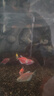 天使魚活體群游魚觀賞魚淡水斑馬魚孔雀魚七彩色金魚好養(yǎng)新手魚 20條6色隨機3.2-4.5厘米 曬單實拍圖