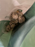 九洲豐園有機飯團組合(豬肉*1+蝦仁*1)480g（16個(gè)） 兒童早餐食品半成品 曬單實(shí)拍圖