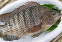 翔泰海南三去羅非魚(yú)/海南鯛1400g/共4條免處理 生鮮魚(yú)類(lèi) 海鮮水產(chǎn)  曬單實(shí)拍圖