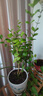 茉莉花盆栽帶花苞室內客廳水培梔子花苗陽(yáng)臺四季濃香驅蚊花卉植物 【精品老樁】濃香虎頭茉莉【原盆帶花】 曬單實(shí)拍圖