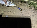 夢(mèng)輝一發(fā)PRO緩沉顫沉仿生沉水鉛筆釣翹嘴海鱸鳡魚(yú)鉛筆路亞餌 黑絲白條 17克（超緩沉） 曬單實(shí)拍圖