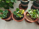 仙客來(lái)盆栽帶花大花重瓣花卉植物室內花好養活四季開(kāi)花陽(yáng)臺仙鶴來(lái) 6 盆套餐【顏色任選】 簡(jiǎn)易盆 曬單實(shí)拍圖