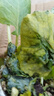 西蘭花菜苗花菜苗西藍花苗花椰菜甘藍苗陽(yáng)臺秋季耐寒蔬菜苗 西藍花苗 10棵 曬單實(shí)拍圖
