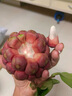 千果娘娘新鮮特級廣西黑老虎果 布福娜惡魔果 不常見(jiàn)養生水果孕婦果 精選大果【單果4兩+】 2斤【口感清淡適合消磨時(shí)光】 曬單實(shí)拍圖