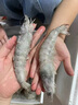 鮮京采 原裝進(jìn)口厄瓜多爾白蝦 凈重3.3斤 大號30-40規格 50-66只/盒 曬單實(shí)拍圖