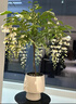 鹿凌青垂絲茉莉盆栽大棵花期帶花苞原土原盆發(fā)貨陽(yáng)臺庭院室內花卉綠植 垂絲茉莉【開(kāi)花爆滿(mǎn) 花期超長(cháng)】 【60-70厘米高】原土原盆發(fā)貨 曬單實(shí)拍圖