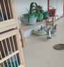 信鴿鴿子活體血統鴿成績(jì)賽鴿幼鴿種鴿清棚鴿外血種鴿一對詹森信鴿 瓦灰幼鴿 一公一母 曬單實(shí)拍圖